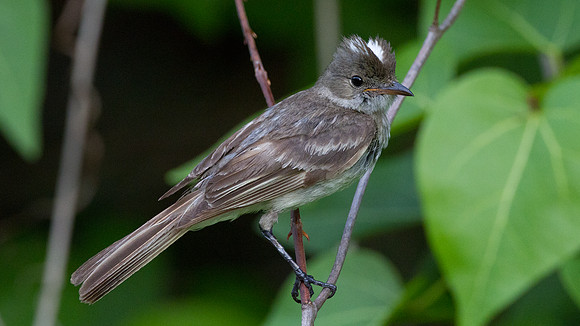 Caribbean Elaenia (Elaenia martinica)