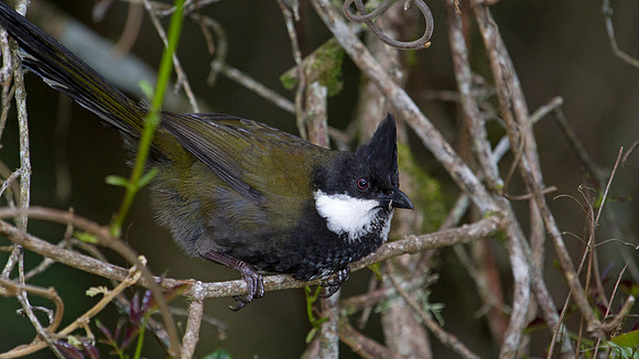 Eastern whipbird (Psophodes olivaceus)