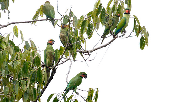 Long-tailed Parakeet (Psittacula longicauda)