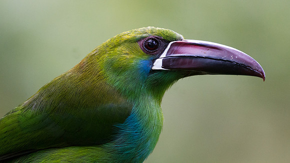 Crimson-rumped Toucanet (Aulacorhynchus haematopygus)