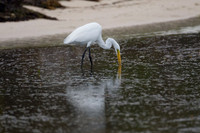 Great Egret (Ardea alba) also known as Great White Egret, Common Egret