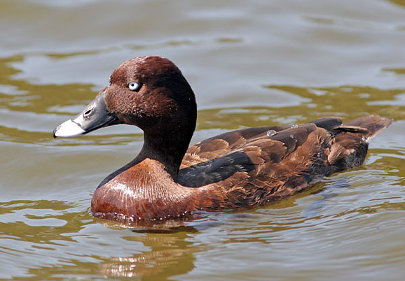 Hardhead (Aythya australis) male