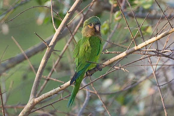 Brown-throated Parakeet (Aratinga pertinax) also known as St. Thomas Conure, Brown-throated Conure
