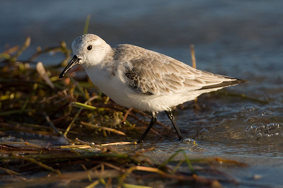Sanderling (Calidris alba)