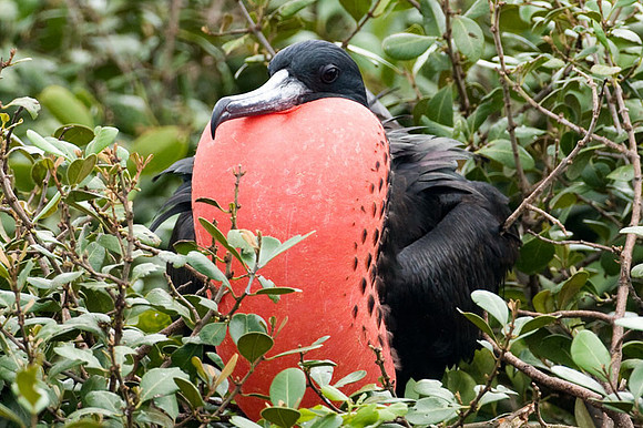 Magnificent Frigatebird (Fregata magnificens) male