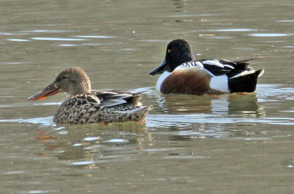Northern Shoveler (Anas clypeata)