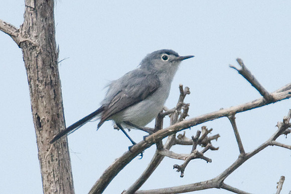 Blue-gray Gnatcatcher (Polioptila caerulea)