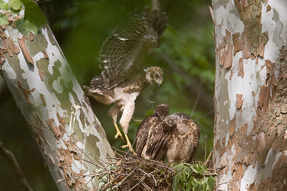 Red-shouldered Hawk (Buteo lineatus) juvenile