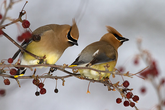 Cedar Waxwing (Bombycilla cedrorum)