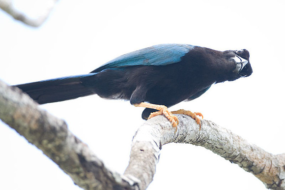 Yucatan Jay (Cyanocorax yucatanicus)