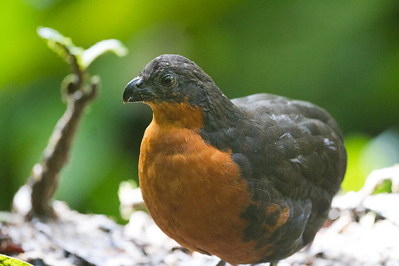 Dark-backed Wood Quail (Odontophorus melanonotus)