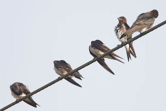 Gray-breasted Martin (Progne chalybea)