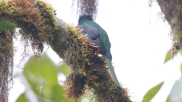 Masked Trogon (Trogon personatus)