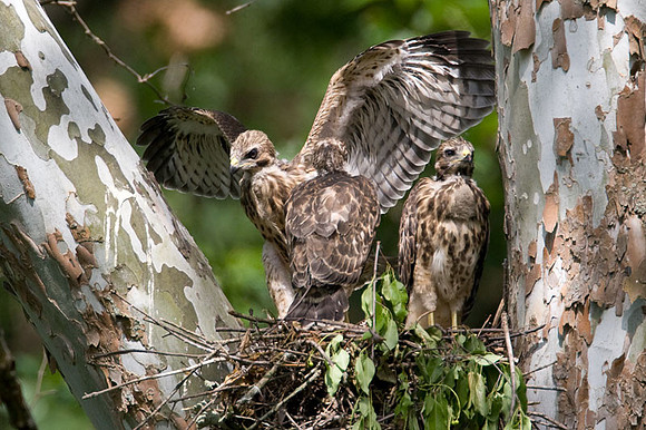 Red-shouldered Hawk (Buteo lineatus) juvenile