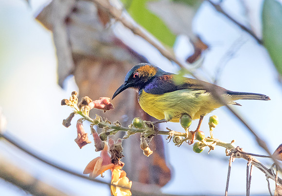 Brown-throated sunbird (Anthreptes malacensis) Male