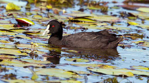 Eurasian coot (Fulica atra)