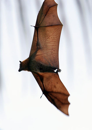 Flying Fox