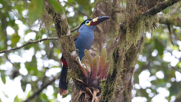 Plate-billed Mountain Toucan (Andigena laminirostris)