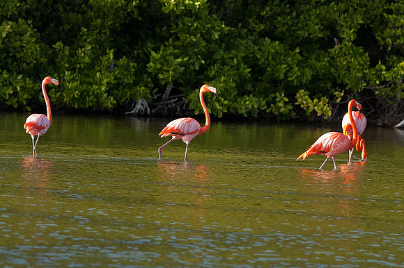 Greater Flamingo (Phoenicopterus roseus)