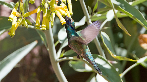 Sparkling Violetear (Colibri coruscans)