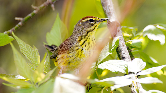 Palm Warbler (Dendroica palmarum)