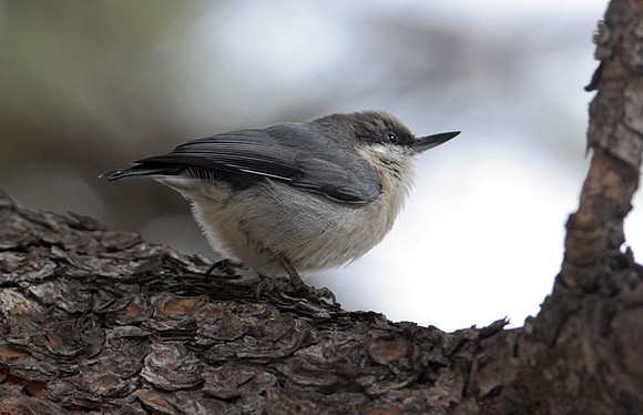 Pygmy Nuthatch (Sitta pygmaea)