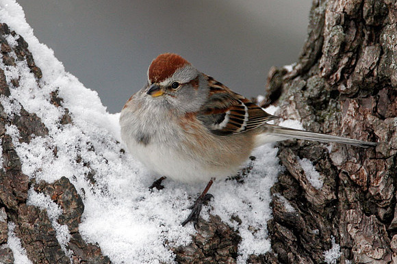 American Tree Sparrow (Spizella arborea)