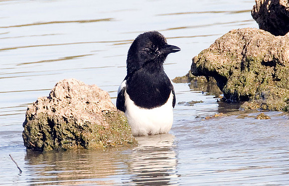 European Magpie (Pica pica) also known as Eurasian Magpie, Common Magpie