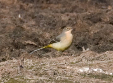 Grey Wagtail (Motacilla cinerea) female