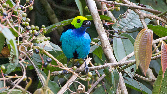 Paradise Tanager (Tangara chilensis)