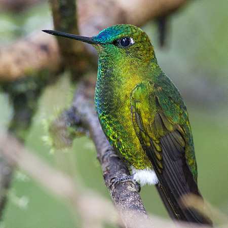 Sapphire-vented Puffleg (Eriocnemis luciani)