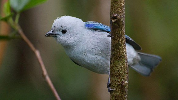 Blue-grey Tanager (Thraupis episcopus)