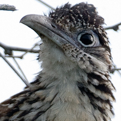 Lesser Roadrunner (Geococcyx velox)