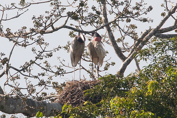 Jabiru (Jabiru mycteria)
