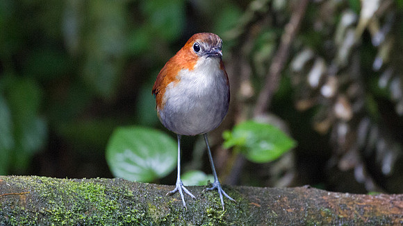 White-bellied Antpitta (Grallaria hypoleuca)