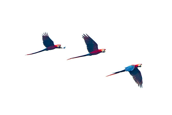 Red-and-green Macaw (Ara chloropterus)