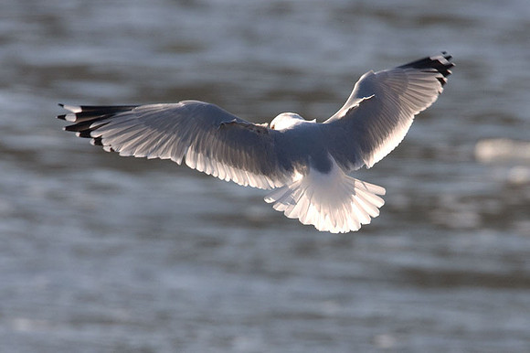 gull?