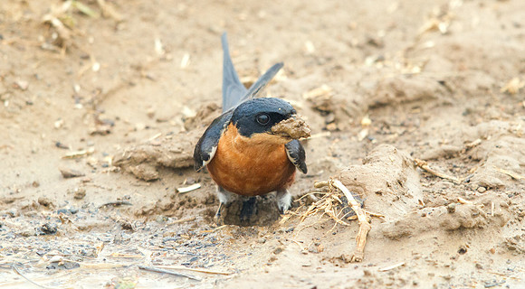 Red-breasted Swallow (Cecropis semirufa)