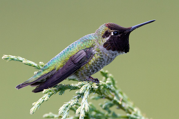 Anna's Hummingbird (Calypte anna)