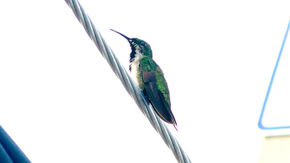Antillean Mango (Anthracothorax dominicus) juvenile