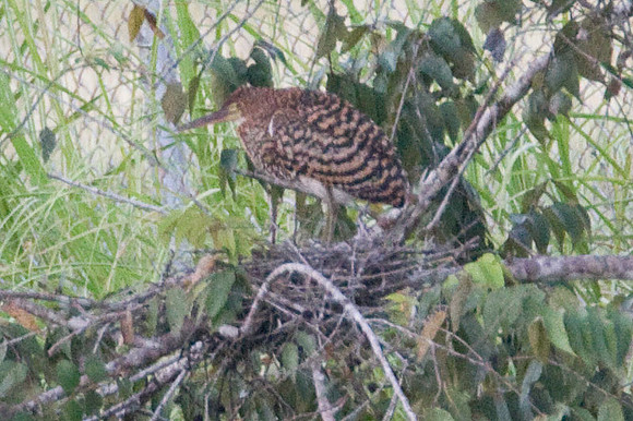 Rufescent Tiger Heron (Tigrisoma lineatum)