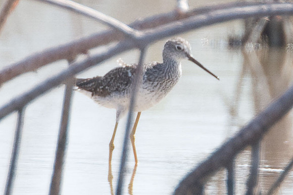 Greater Yellowlegs (Tringa melanoleuca)