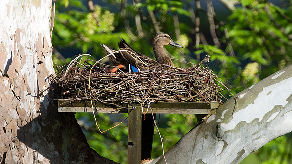 Mallard female testing out possible nest (Anas platyrhynchos)
