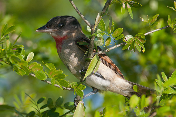 Rose-throated Becard (Pachyramphus aglaiae) juvenile male