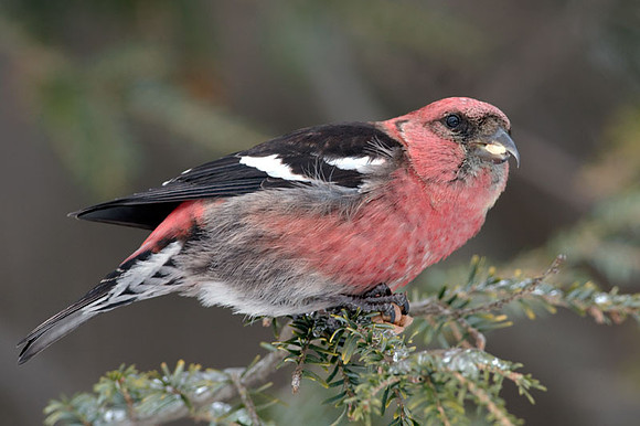 Two-barred Crossbill (Loxia leucoptera) also known as White-winged Crossbill