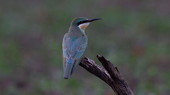 Blue-cheeked Bee-eater (Merops persicus)