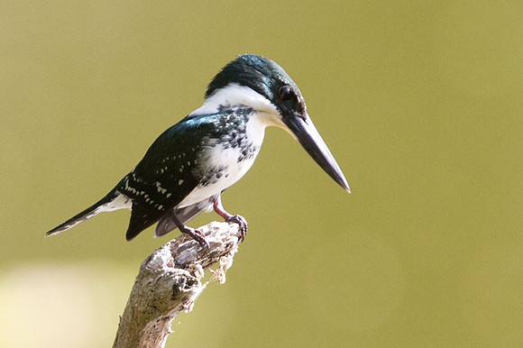 Green Kingfisher (Chloroceryle americana) female