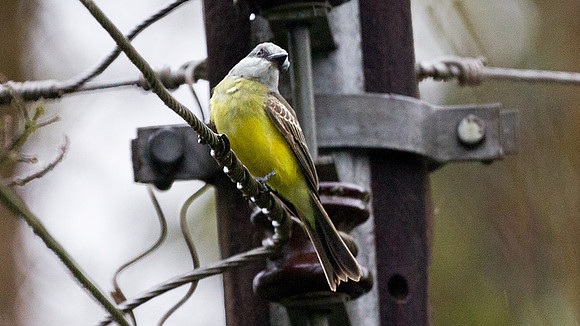 Tropical Kingbird (Tyrannus melancholicus)