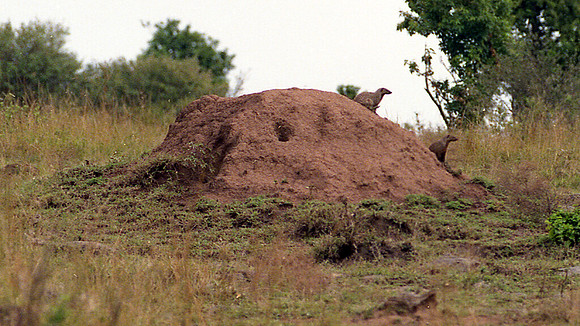 1988 Africa  img477