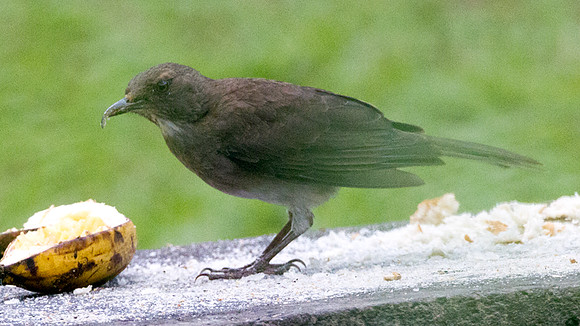 Black-billed Thrush (Turdus ignobilis)